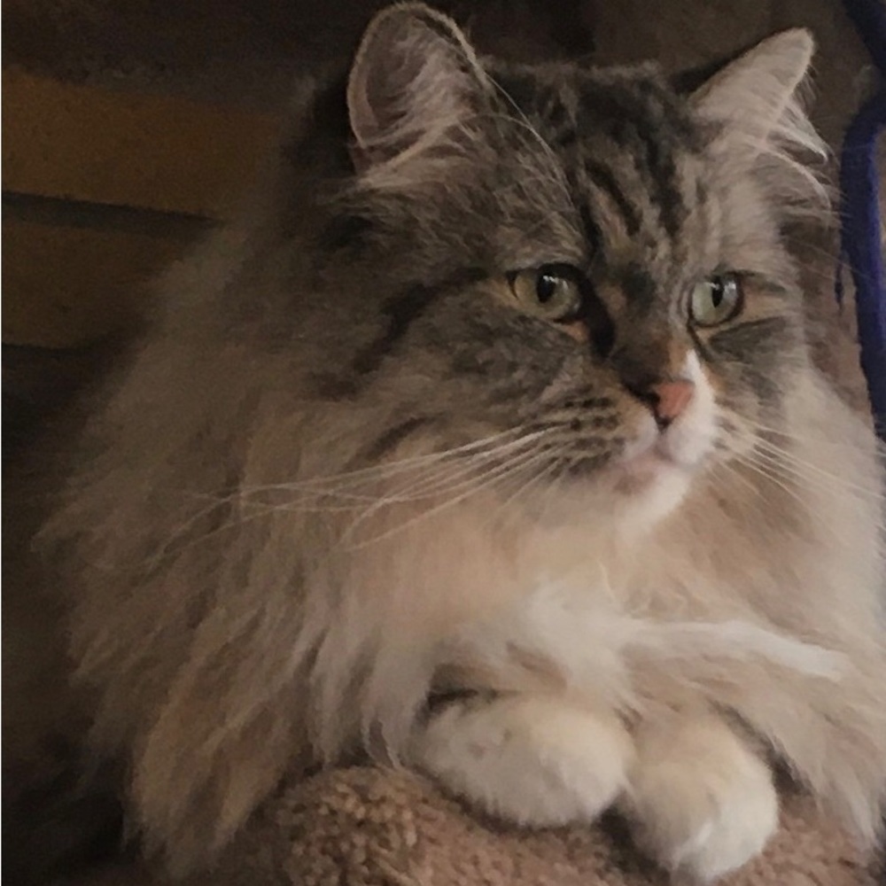 Meet your Posher, Karen